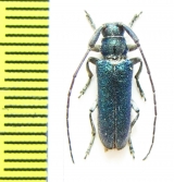 Agapanthia lais  Israel - INSECTS-STORE.RU