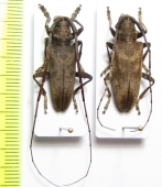 Acalolepta fraudatrix, pair  Japan - INSECTS-STORE.RU