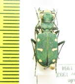 Cicindela asiatica sumbarica  Turkmenistan - INSECTS-STORE.RU