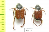 Hoplia corallipes, pair  Iran, Gilan prov. - INSECTS-STORE.RU