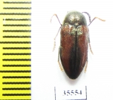 Julodella bicolor  Namibia - INSECTS-STORE.RU