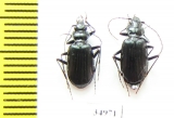Nebria altaica, pair  Russia, Khakassia reg. - INSECTS-STORE.RU