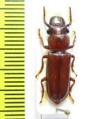 Parandrinae sp.  Peru - INSECTS-STORE.RU