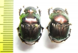 Phanaeus igneus floridanus, pair  USA - INSECTS-STORE.RU