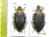 Silphidae sp.  Ecuador - INSECTS-STORE.RU