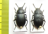 Tenebrionidae sp.  Laos - INSECTS-STORE.RU