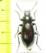 Nalassus gloriosus  Georgia - INSECTS-STORE.RU