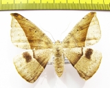 Geometridae sp.  Bolivia - INSECTS-STORE.RU