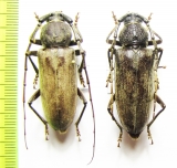 Enaphalodes hispicornis, pair  USA - INSECTS-STORE.RU