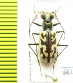 Cicindela cuprascens  USA - INSECTS-STORE.RU