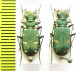 Cicindela asiatica sumbarica, pair  Turkmenistan - INSECTS-STORE.RU