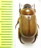 Adoretus nigrifrons  Russia, Astrakhan reg. - INSECTS-STORE.RU