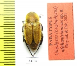 Glaphyrus afghanistanicus, male  Afghanistan PARATYPUS - INSECTS-STORE.RU