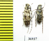 Cerambycidae sp.  South Africa Rep. - INSECTS-STORE.RU