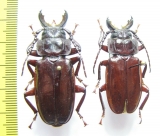 Mallodon sp.  Congo - INSECTS-STORE.RU