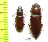 Parandra ? caspia  Iran, Boyer-Ahmad prov. - INSECTS-STORE.RU