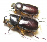 Dynastinae sp., pair  South Africa Rep. - INSECTS-STORE.RU
