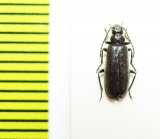 Pedilus errans  Russia, N.Caucasus - INSECTS-STORE.RU