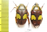 Pedinorrhina trivittata  South Africa Rep. - INSECTS-STORE.RU