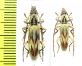 Cerambycidae sp.  Malaysia, Borneo - INSECTS-STORE.RU