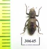 Tenebrionidae sp.  Laos - INSECTS-STORE.RU