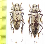 Enaphalodes niveitectus, pair  USA - INSECTS-STORE.RU