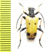 Brachyta bifasciata japonica  Japan - INSECTS-STORE.RU