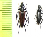 Stenurella approximans, S.nigra  Spain/Russia - INSECTS-STORE.RU