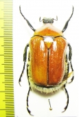 Hemichnoodes mniszechi  Australia 42mm - INSECTS-STORE.RU