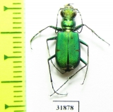 Cicindela denverensis  USA - INSECTS-STORE.RU