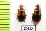 Lebia retrofasciata  Russia, Far East - INSECTS-STORE.RU
