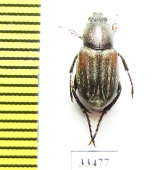 Glaphyrus caucasicus, male  Armenia - INSECTS-STORE.RU