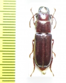 Parandra caspia  Iran, Gilan prov. - INSECTS-STORE.RU