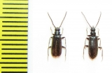 Pedilus fuscus  Mongolia - INSECTS-STORE.RU