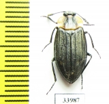 Silphidae sp.  Panama - INSECTS-STORE.RU