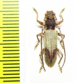 Cerambycidae sp.  Malaysia, Borneo - INSECTS-STORE.RU