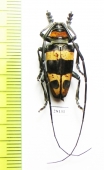 Cereopsius quaestor  Philippines - INSECTS-STORE.RU