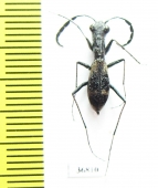 Dromica mesothoracica  Zambia - INSECTS-STORE.RU