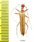 Cerambycidae sp.  Australia - INSECTS-STORE.RU