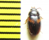 Platydema subfascia  Indonesia, Sumatra - INSECTS-STORE.RU