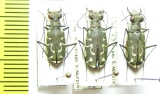 Cicindela ? sumatrensis, pair  India - INSECTS-STORE.RU
