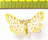 Geometridae sp.  Bolivia - INSECTS-STORE.RU