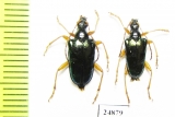 Gaurotes cyanipennis  USA - INSECTS-STORE.RU