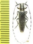 Agapanthia lederi  Russia, Krasnodar reg. - INSECTS-STORE.RU