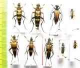Leptura ochraceofasciata, L.variicornis, Nakanea vicaria, Kanekoa azumensis, Pidonia puziloi, P.obscurior  Japan - INSECTS-STORE.RU