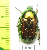 Protaetia splendidula  Iran, Lorestan prov. - INSECTS-STORE.RU