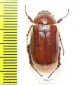 Madotrogus ferganensis  Kirgizstan - INSECTS-STORE.RU