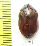 Rutelinae sp.  Ecuador - INSECTS-STORE.RU