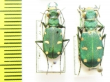 Cicindela asiatica sumbarica  Turkmenistan - INSECTS-STORE.RU