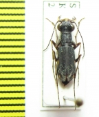 Cylindera gracilis  Russia, Tuva reg. - INSECTS-STORE.RU